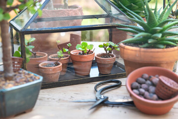 different sseedling of succulent plants in little greenhouse on wooden table with potted and a pair of scissors