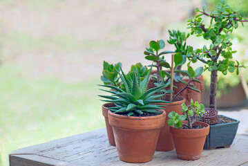 different suculent plants in flower pots with on a wooden table  outdoors