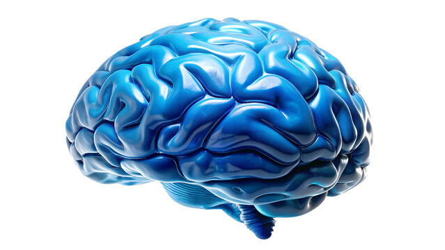 human brain on white background