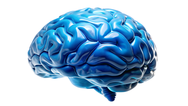 human brain on white background