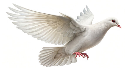Fototapeta premium white pigeon isolated on white