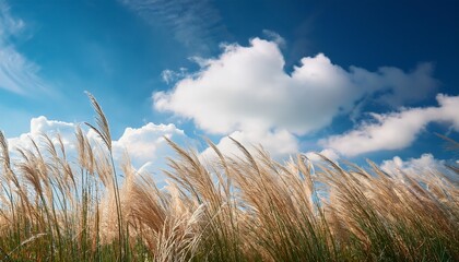 Fototapeta premium tall grass sways gently against blue sky white fluffy clouds float above in soft sunlight natural scene creates tranquil atmosphere on breezy day