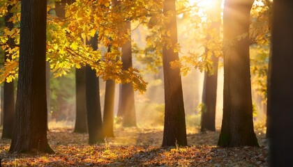 bokeh dreamy autumn oak forest sun dappled leaves rhythmic trunks golden light