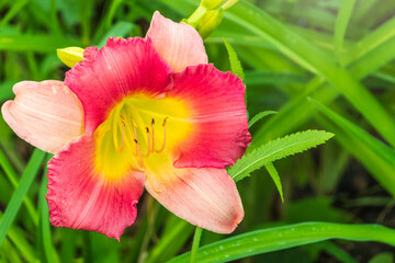 Fototapeta premium Close up of a pink daylily flower in bloom