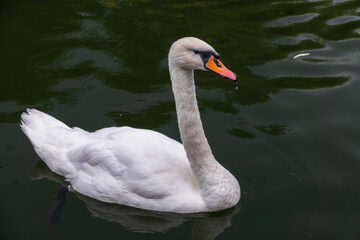 A graceful white swan swimming on a lake with dark water. The white swan is reflected in the water