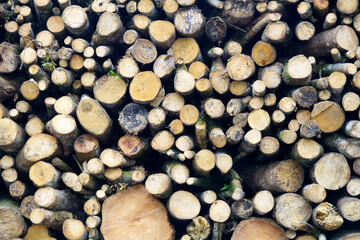Log Pile of Cut Timber Stacked in an Organized Natural Pattern
