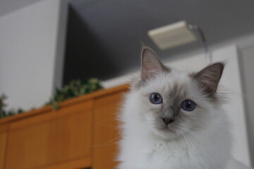 Adorable Fluffy Cat with Blue Eyes Sitting on Wooden Shelf, Indoor Pet Portrait