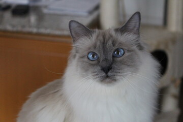 Elegant Fluffy Cat with Mesmerizing Blue Eyes, Indoor Pet Photography