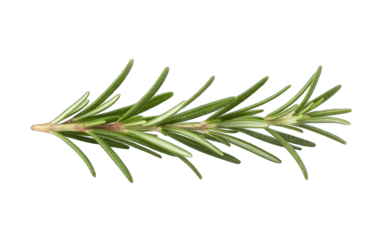 Fresh green rosemary herb sprig with needle like leaves isolated on transparent background