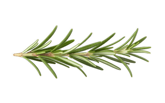 Fresh green rosemary herb sprig with needle like leaves isolated on transparent background
