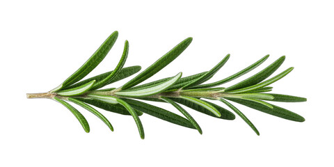 Fototapeta premium Fresh green rosemary herb sprig isolated on transparent background