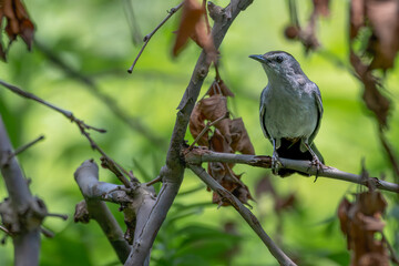 Gray catbird perched in a tree.