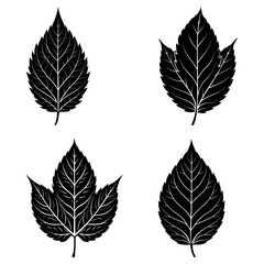 Obraz premium Four black and white detailed leaf illustrations with different shapes and vein patterns displayed