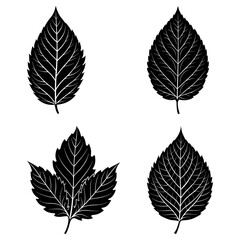 Fototapeta premium Four black and white leaf illustrations with detailed vein patterns on a white background display