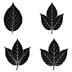 Obraz premium Illustration of four black leaves with detailed veins on a white background in a vector format