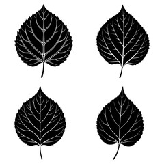 Obraz premium Four black and white leaf illustrations with detailed veins and serrated edges on a white background