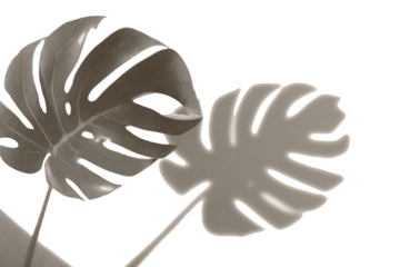 shadow overlay effects of realistic monstera leaf shadow isolated on transparent background,shadow for photo presentation interior backdrop mockup,Summer sunlight and shadow