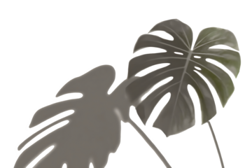 shadow overlay effects of realistic monstera leaf shadow isolated on transparent background,shadow for photo presentation interior backdrop mockup,Summer sunlight and shadow