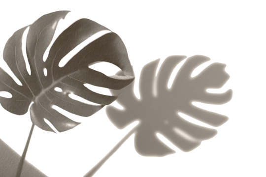 shadow overlay effects of realistic monstera leaf shadow isolated on transparent background,shadow for photo presentation interior backdrop mockup,Summer sunlight and shadow