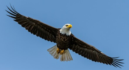 Obraz premium Bald eagle in flight against clear sky