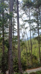 Obraz premium Pine Forest with Sunlight and Blue Sky