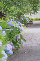 Hydrangea Blossoms in Soft Light, Maizuru Park, Japan
