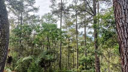 Fototapeta premium Pine Forest with Tall Trees and Green Foliage