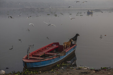View of a vibrant blue and red boat carrying two dogs floats peacefully on the river as birds soar above, a serene yet lively scene, New Delhi, Delhi Division, India.