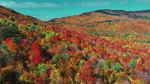 Aerial view of beautiful Autumn foliage with stunning nature colors