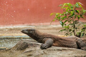 The Komodo dragon is a ferocious ancient animal, the largest lizard in the world. It is native to Komodo Island, Indonesia.