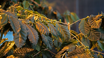 Coffee beans growing on the plant