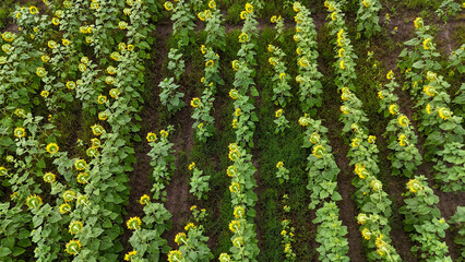 Field of sunflowers bending toward the ground in late summer near a rural area