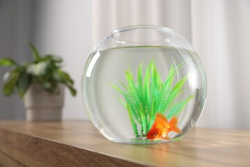 Beautiful goldfish in round aquarium on wooden table indoors