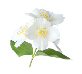 Beautiful jasmine flowers with green leaves isolated on white