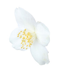 One beautiful jasmine bud isolated on white
