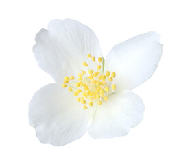 One beautiful jasmine bud isolated on white