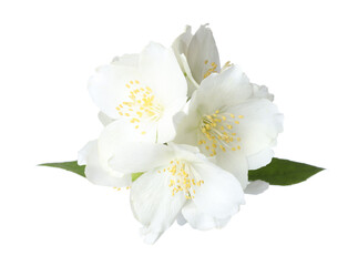 Beautiful jasmine flowers with green leaves isolated on white