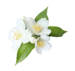 Obraz premium Beautiful jasmine flowers with green leaves isolated on white
