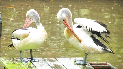 pelicans relaxing in the pond, beautiful pelicans with black and white feathers, pelicans in the zoo