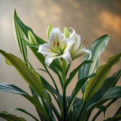 Fototapeta premium white water lilies