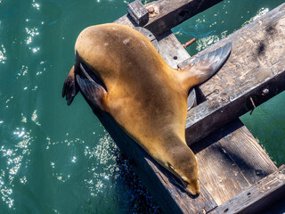 Seals life at Santa Cruz Wharf in California