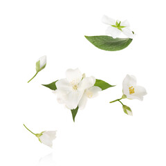 Obraz premium Beautiful jasmine flowers flying against white background