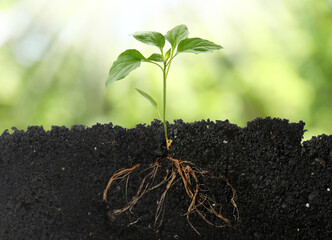 Young green plant with healthy root growing in soil outdoors