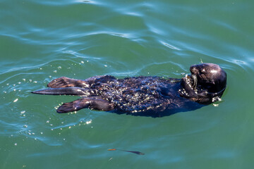 Naklejka premium Sea otter swims in waters of Santa Cruz bay