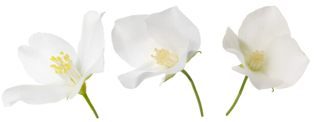 Obraz premium Beautiful fresh flower on white background, set