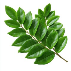 Fototapeta premium A vibrant green branch with multiple glossy leaves detailed with visible veins isolated on white background