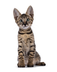 Gorgeous black tabby spotted cat kitten, standing up facing front. Looking towards camera with mesmerizing green eyes. Isolated on a white background.