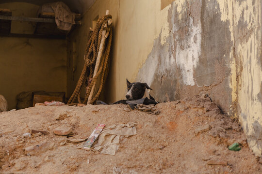 View of a watchful black and white dog resting atop a mound of sun-baked earth against a weathered wall, a scene of simple contrast, Bikaner, Rajasthan, India.