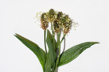 Flowering ribwort plantain (Plantago lanceolata) with leaves on a white background
