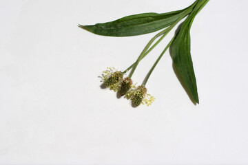 Flowering ribwort plantain (Plantago lanceolata) with leaves on a white background, copy space for...